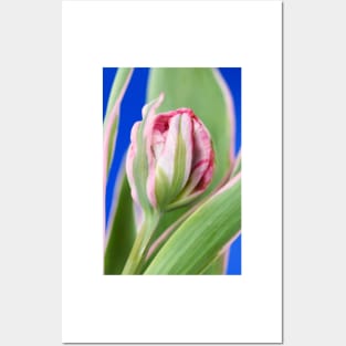 Tulipa &#39;Eternal Flame&#39; Double Early Tulip Posters and Art